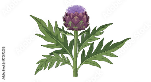 Illustration of a Purple Artichoke Flower with Green Leaves