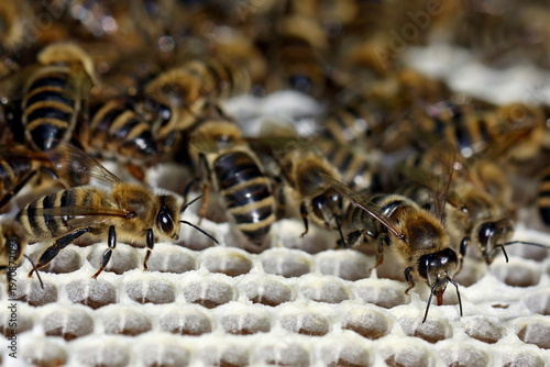 Honeybees, apis mellifera store honey in new honeycombs, close up of working bees in a beehive
