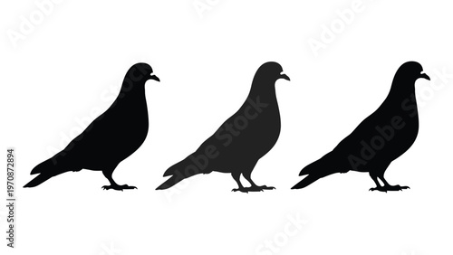 Three black silhouettes of pigeons standing in differing poses against a white background