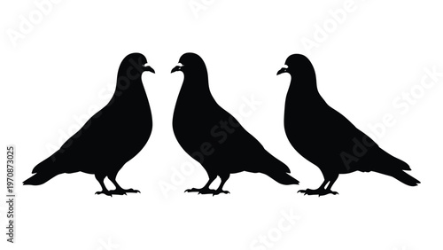 Three pigeons standing in silhouette against a stark white background