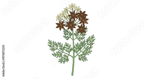 Botanical illustration of a flowering plant with green leaves and star-shaped flowers