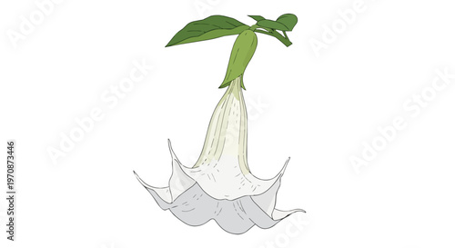 Hand Drawn Illustration of a White Angel Trumpet Flower