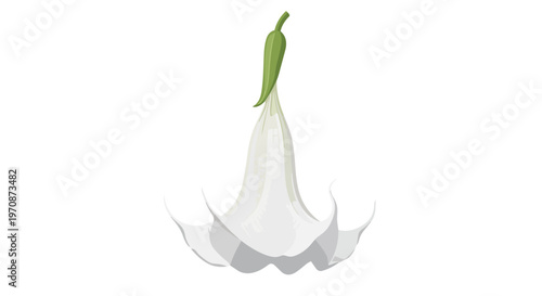 Minimalist Digital Illustration of a White Datura Flower