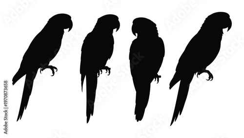 Silhouettes of four parrots perched displaying diverse poses and feather details