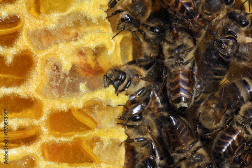 Honeybees, Apis mellifera store honey in cells of a honeycomb, cross section of a honeycomb in a hive