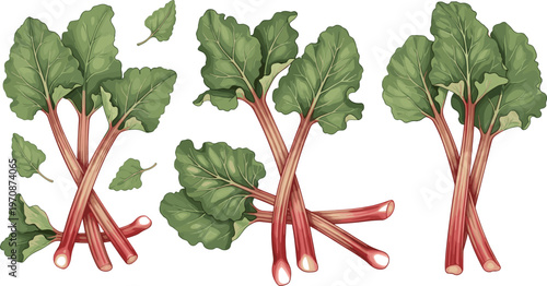 Rhubarb plant vector illustration with detailed leaves and stalks fresh organic vegetable botanical design for cooking and agriculture