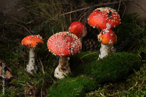 Fly Agaric Mushrooms Growing in Mossy Forest