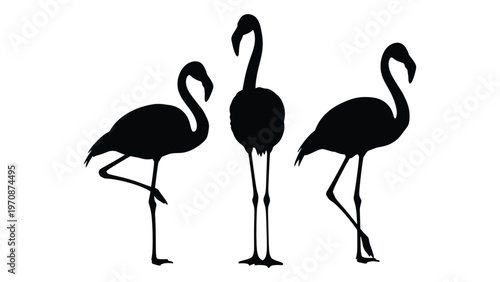Silhouette illustration of three flamingos standing in a minimalist style