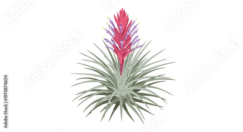 Illustration of a Blooming Tillandsia Air Plant
