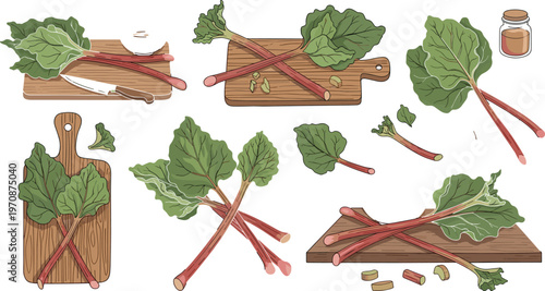 Rhubarb vegetable vector set with fresh stalks leaves and cutting board preparation scenes for cooking and organic food design