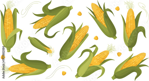 Corn cob vector set with husk leaves and kernels fresh maize illustrations for agriculture food packaging and organic farm design