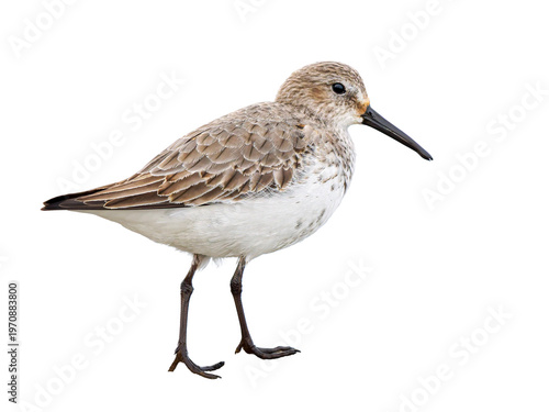 Bécasseau variable (Calidris alpina) détouré, limicole isolé en pied, oiseau côtier avec plumage brun et blanc détaillé