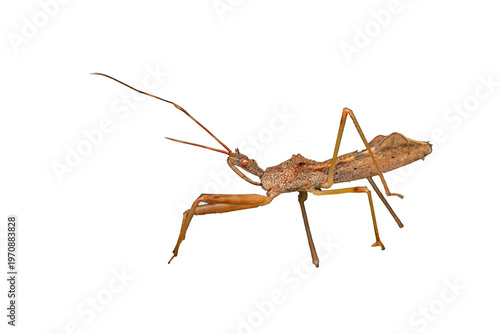 Photos Punaise assassine (Reduviidae sp