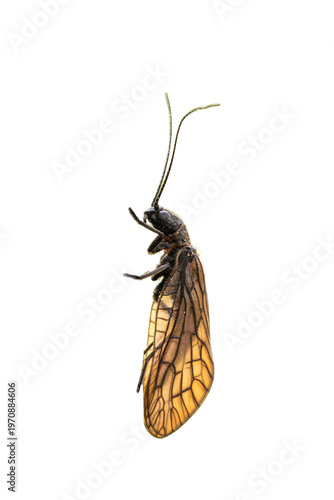 Panorpe (Panorpa sp., Panorpidae) ou mouche-scorpion, insecte macro isolé sur fond noir avec ailes translucides nervurées