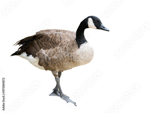 Bernache du Canada (Branta canadensis, Anatidae) en pied isolée, oiseau aquatique au plumage brun et cou noir caractéristique
