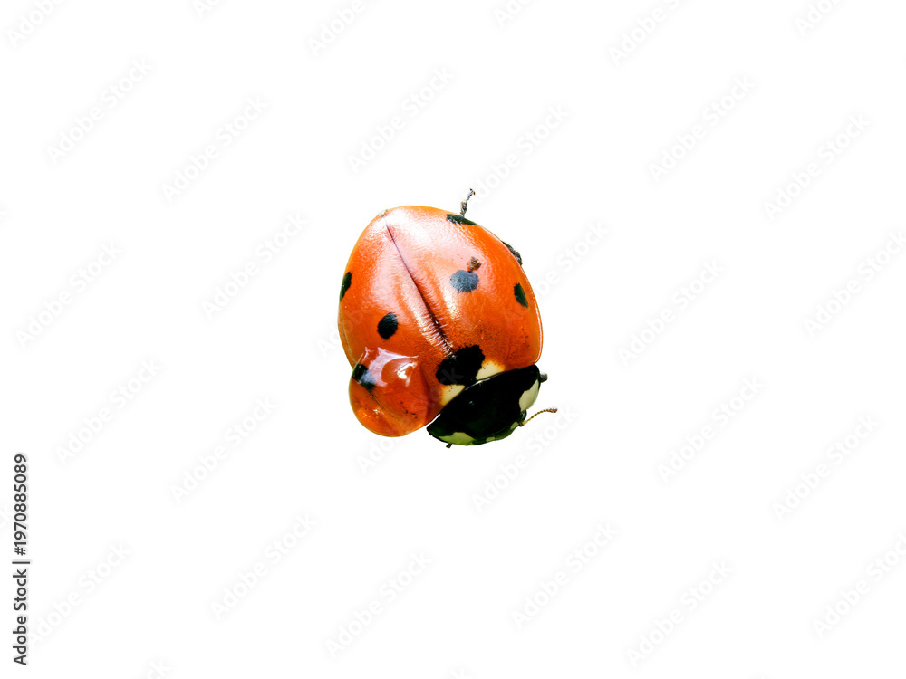 Fototapeta premium Coccinelle à sept points (Coccinella septempunctata, Coccinellidae) en macro isolée, coléoptère rouge à points noirs
