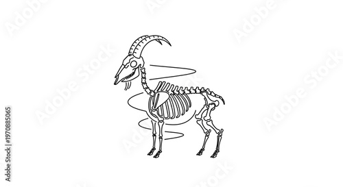 Goat Skeleton Anatomy, Front View, Isolated on White Background