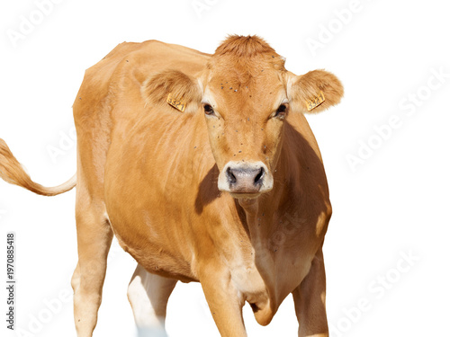 Photos Jeune vache domestique beige (Bos taurus) de face, portrait animal en pied avec