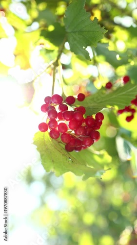 Bright red berries cluster on green leaves, basking in sunlight. This garden scene showcases nature's beauty during a sunny day, evoking a sense of tranquility and abundance.