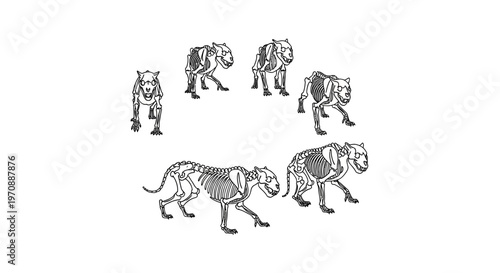 Evolution of a Predator: From Skeleton to Living Beast