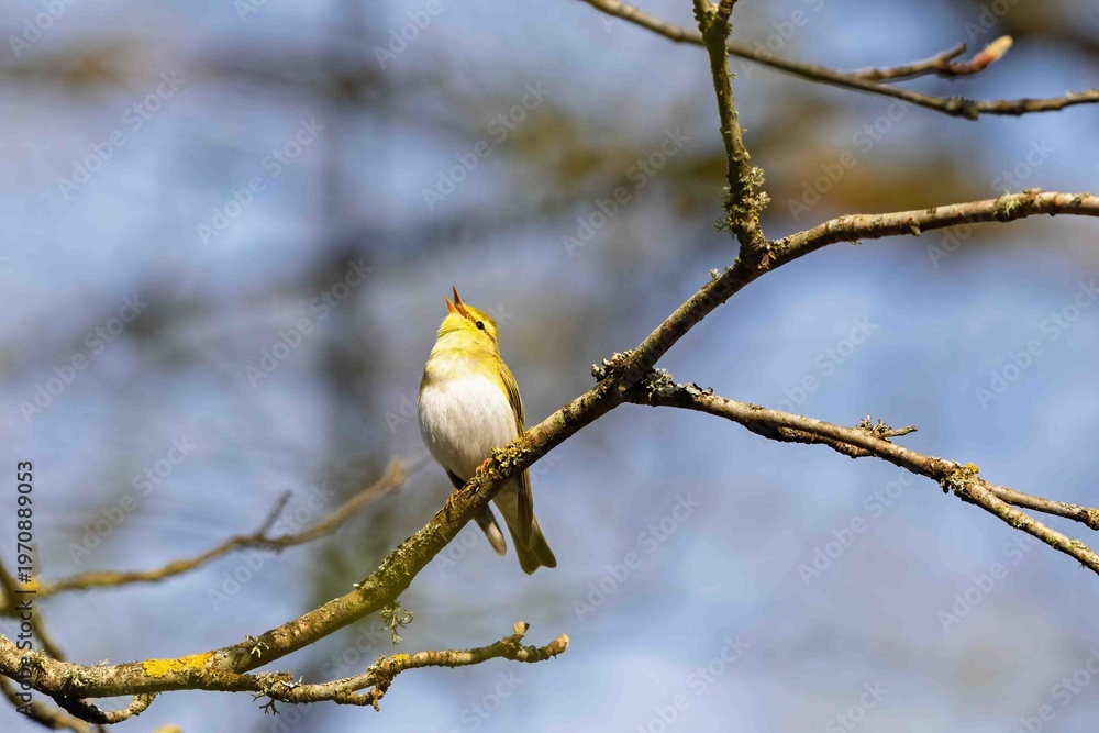 Fototapeta premium Singing Wood Warbler in the spring