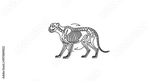 Cheetah Skeleton Anatomy Illustration - Dynamic Movement and Musculature