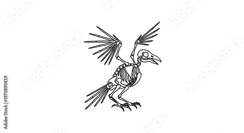 Bird Skeleton with Wings Spread, Detailed Anatomical Illustration