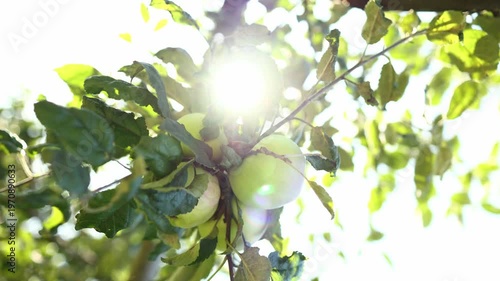 Green apples hang from a leafy branch in an orchard. Sunlight filters through the leaves, creating a bright scene. It is late summer, and the apples are ready for harvest.