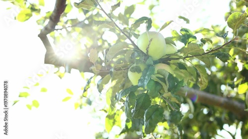 Green apples hang from a leafy branch in an orchard. Sunlight filters through the leaves, creating a bright scene. It is late summer, and the apples are ready for harvest.