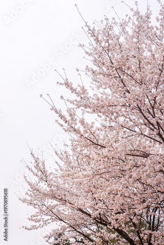 Cherry blossom-pink spring flower background