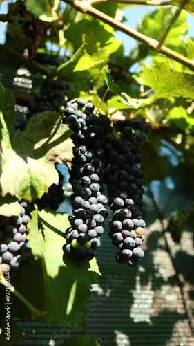 Vines are heavy with clusters of ripe grapes, glistening in the sunlight. The vineyard is full of green leaves, creating a vibrant atmosphere in the fresh air.