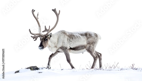 A majestic reindeer traverses snow-covered ground, exhibiting large antlers and a robust frame against a bright, white backdrop