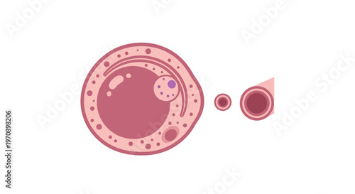 Human Ovum Cell Vector Illustration - Detailed Scientific Diagram Representing Female Reproductive Biology, Fertility, and Conception for Educational and Healthcare Content