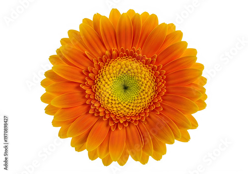 Vibrant close-up of a cheerful sunflower with bright yellow petals and brown center isolated on transparent background