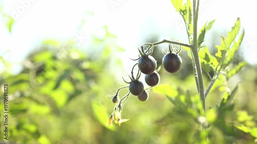 Black tomatoes hang from a green vine in a vibrant garden filled with greenery. The sunlight enhances their dark color, showcasing healthy growth in the afternoon.