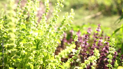 A close view of blooming basil plants in a garden filled with greenery and colorful flowers. Bright sunlight illuminates the fresh leaves and delicate white blossoms in a peaceful setting.