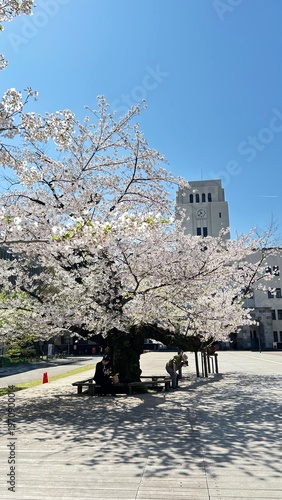 Cherry Blossoms Sakura 桜