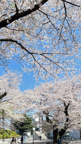 Cherry Blossoms Sakura 桜