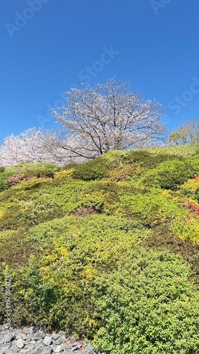 Cherry Blossoms Sakura 桜