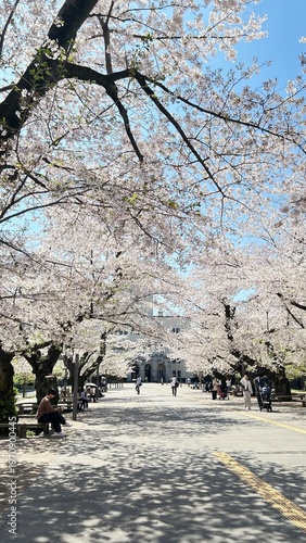 Cherry Blossoms Sakura 桜