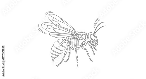 Wasp outline drawing, insect illustration, black and white line art, isolated on white background