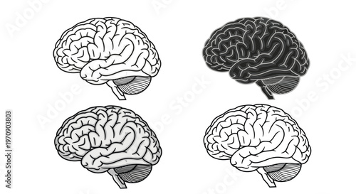 Set of human brain anatomical diagrams showing the brain structure and lobes in different styles and gray shades.