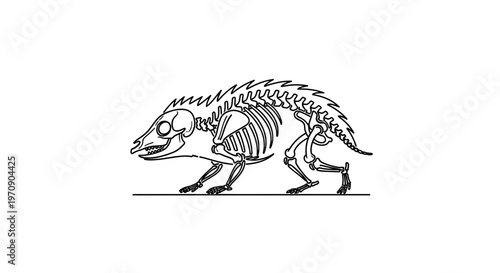 Skeleton of a hedgehog, anatomical illustration, isolated on white background