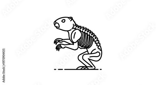 Skeleton of a standing rodent, anatomical illustration, side view, black and white outline