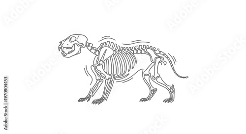 Skeleton of a predatory animal, anatomical illustration, isolated on white background