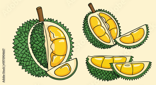 Durian fruit vector illustration set, whole and sliced tropical king of fruits with yellow pulp, exotic thorny durian segments for food packaging