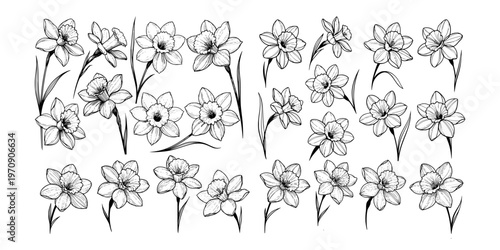 Multiple daffodil blossoms in detailed line style on white background, symbolizing spring and nature concept
