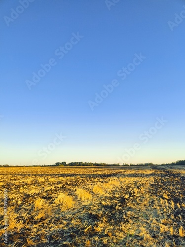 Vast Golden Harvested Field under a Dramatic Blue Sky, Rural Landscape Background, Serene Countryside Wallpaper