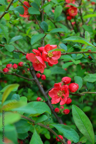 red spring flower-background