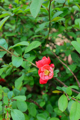 red spring flower-background